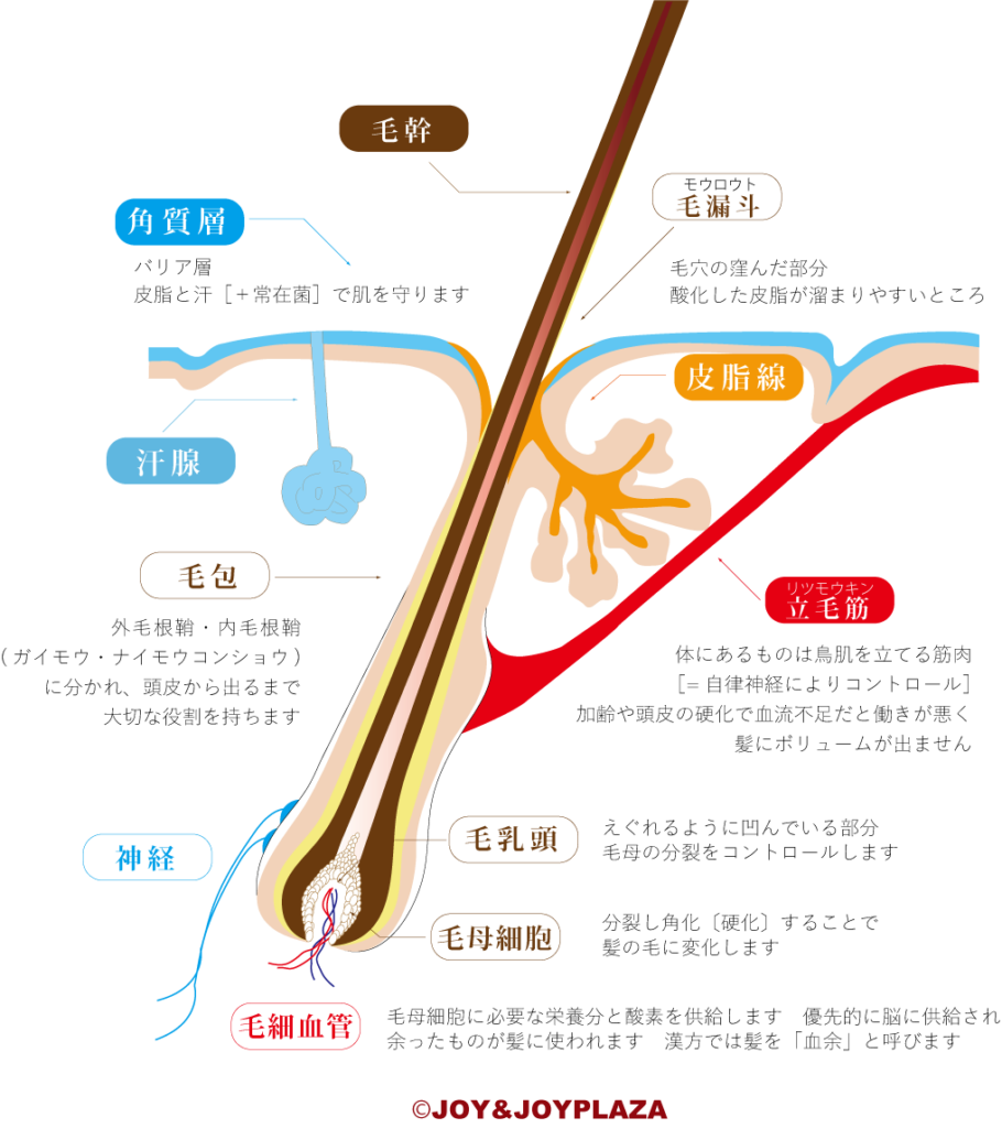 頭皮と毛根の構造模式図  ©JOY&JOYPLAZA 